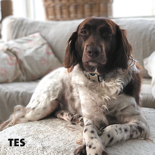 Magneetfolie: 988 x 988 mm. Hond 8 - Tes