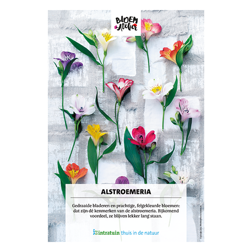 Poster: 700 x 1000 mm. <br>Alstroemeria