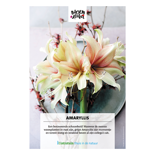 Poster: 700 x 1000 mm. <br>Amaryllis