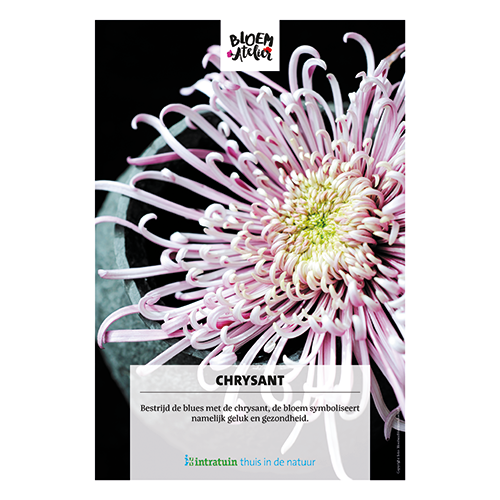 Poster: 700 x 1000 mm. <br>Chrysant