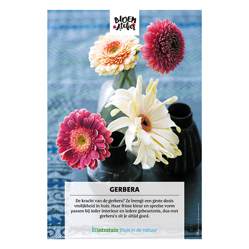 Poster: 700 x 1000 mm. <br>Gerbera