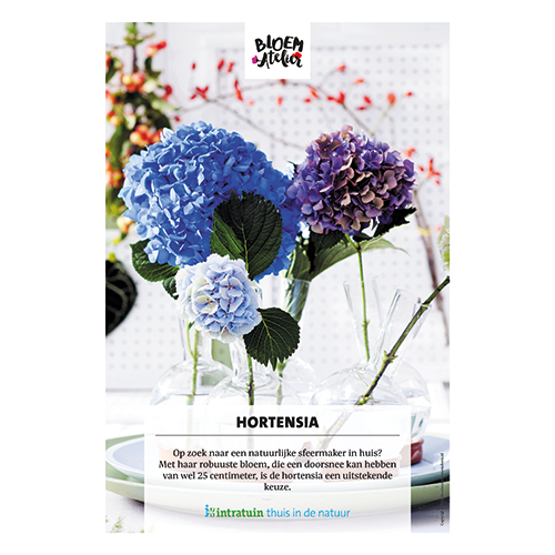 Poster: 700 x 1000 mm. <br>Hortensia