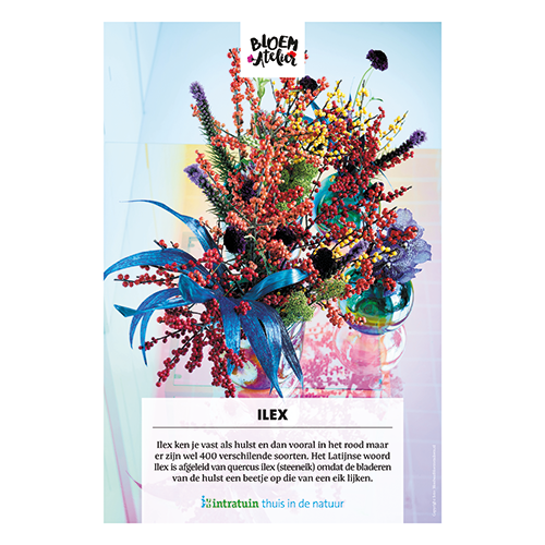 Poster: 700 x 1000 mm. <br>Ilex