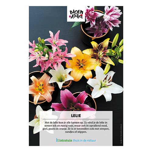 Poster: 700 x 1000 mm. <br>Lelie