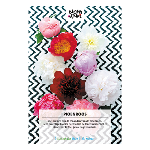 Poster: 700 x 1000 mm. <br>Pioenroos