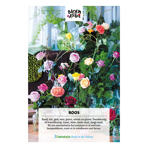 Poster: 700 x 1000 mm. <br>Roos