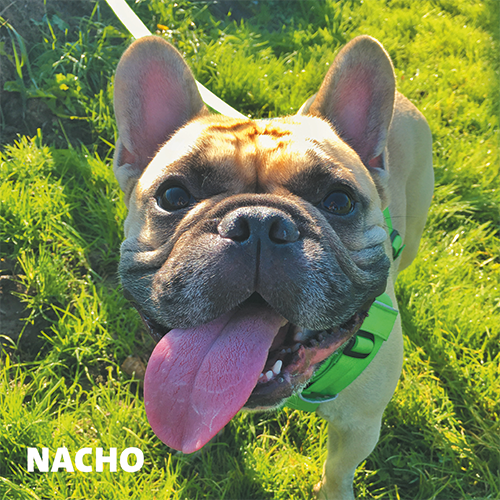 Magneetfolie: 988 x 988 mm. Hond 6 - Nacho