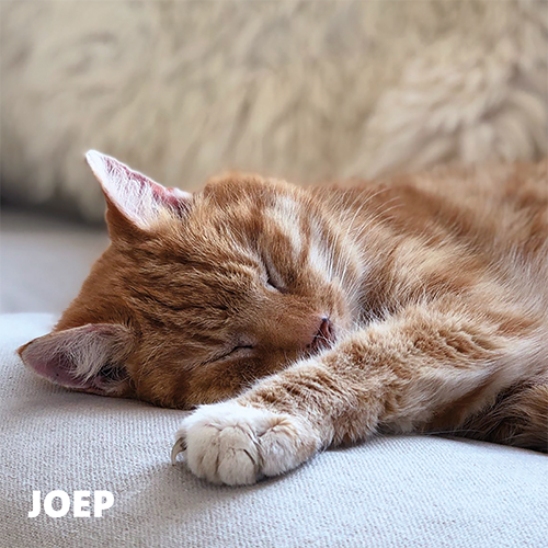 Magneetfolie: 988 x 988 mm. Kat 2 - Joep