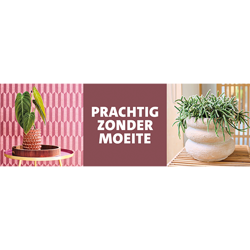 Paneel: 2988 x 988 mm. <br> Zijde planten C