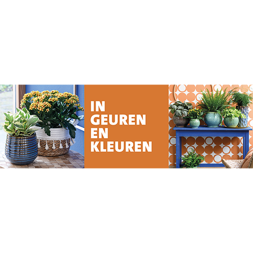 Paneel: 2988 x 988 mm. <br> In geuren en kleuren