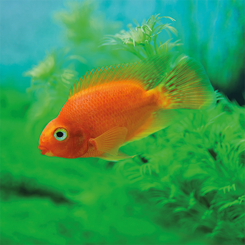 Reprop: 988 x 988 mm. <br>Kader 1_01