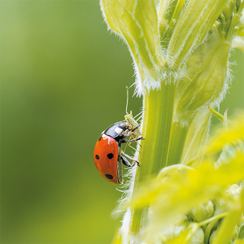 Reprop: 988 x 988 mm. <br>Kader 1_13