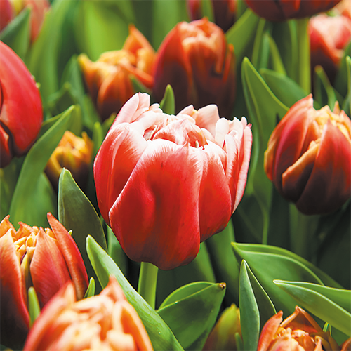 Reprop: 988 x 988 mm. <br>Kader 1_19