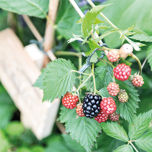 Reprop: 988 x 988 mm. <br>Kader 1_25