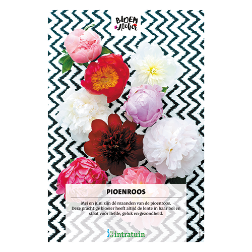 Poster: 700 x 1000 mm. <br>Pioenroos