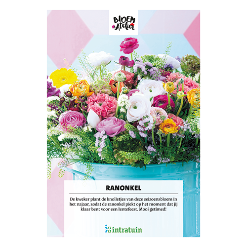 Poster: 700 x 1000 mm. <br>Ranonkel