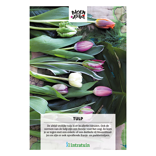 Poster: 700 x 1000 mm. <br>Tulp