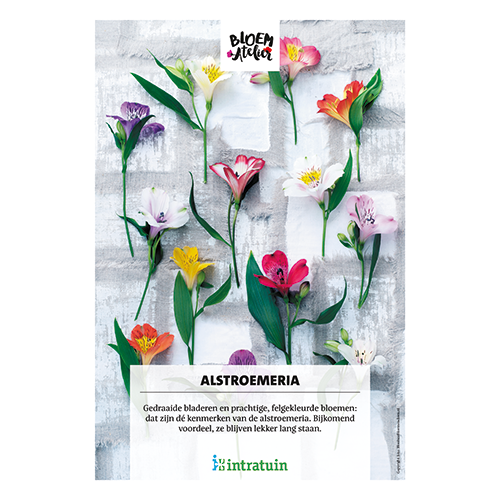 Poster: 700 x 1000 mm. <br>Alstroemeria