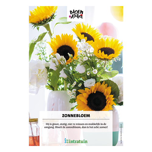 Poster: 700 x 1000 mm. <br>Zonnebloem