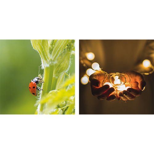 Koofsigning dubbelzijdig: 988 x 988 mm. Tuinwinkel Voorkomen beeld + Kerst