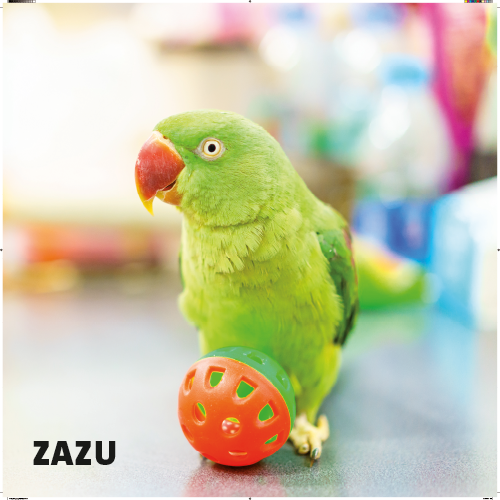 Magneetfolie: 988 x 988 mm. Vogel 1 - Zazu