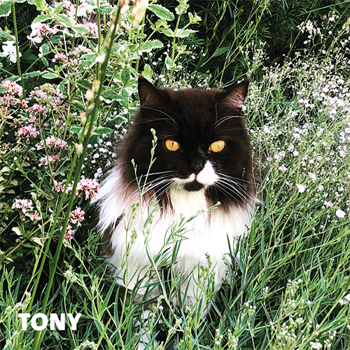 Magneetfolie: 988 x 988 mm. Kat 4 - Tony