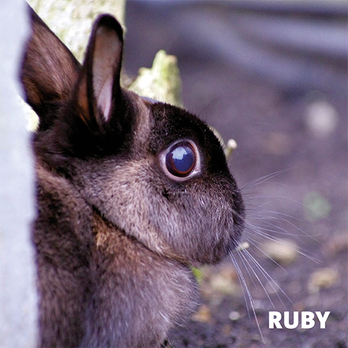 Magneetfolie: 988 x 988 mm. Knaagdier 2 - Ruby