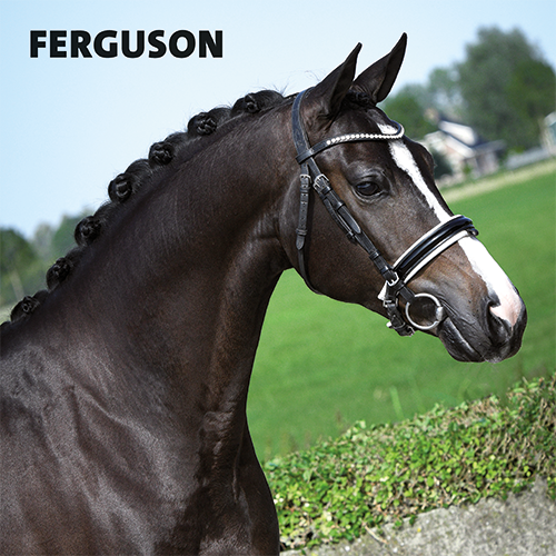 Magneetfolie: 988 x 988 mm. Paard 1 - Ferguson