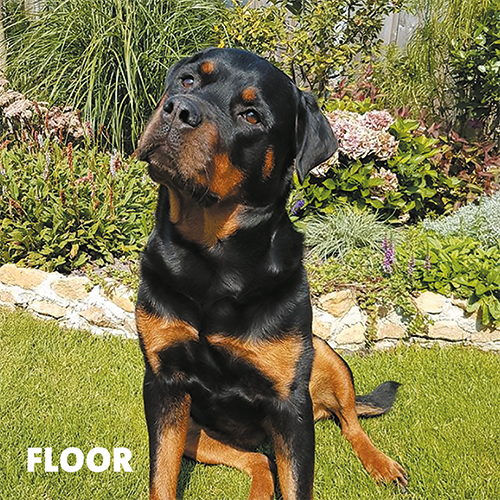 Magneetfolie: 988 x 988 mm. Hond 1 - Floor