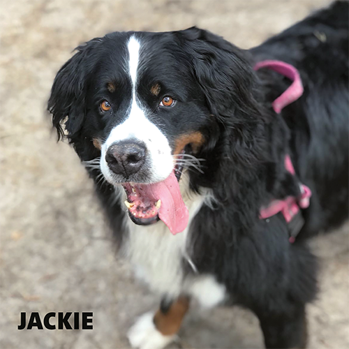 Magneetfolie: 988 x 988 mm. Hond 2 - Jackie