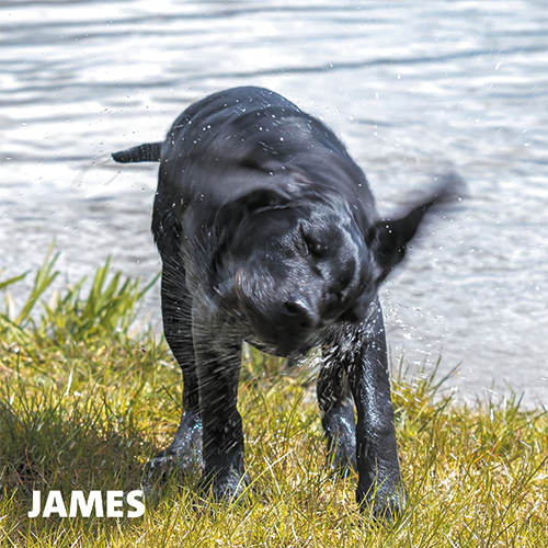 Magneetfolie: 988 x 988 mm. Hond 3 - James