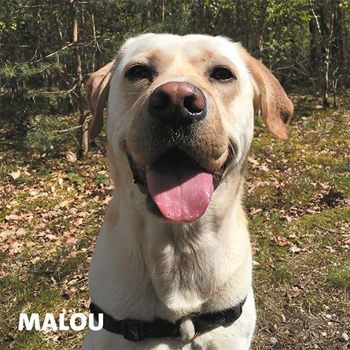 Magneetfolie: 988 x 988 mm. Hond 5 - Malou