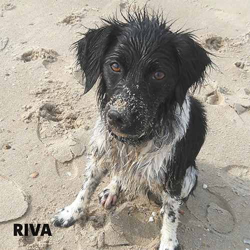 Magneetfolie: 988 x 988 mm. Hond 7 - Riva