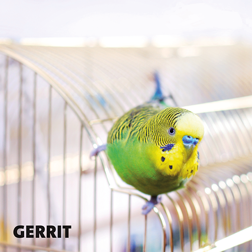 Magneetfolie: 988 x 988 mm. Vogel 2 - Gerrit