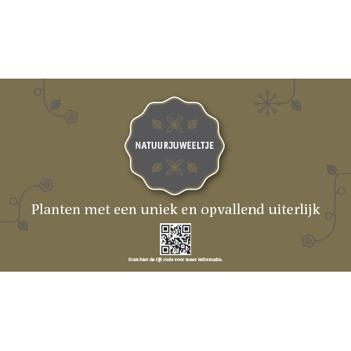 Paneel: 528 x 290 mm. <br>Brugopstelling natuurjuweeltje