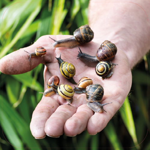 Paneel Koofsigning: 720 x 720 mm. Bestrijding beeld