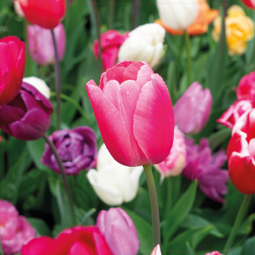 Paneel Koofsigning: 720 x 720 mm. Bloeien beeld