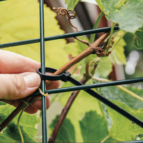 Paneel Koofsigning: 720 x 720 mm. Plantondersteuning beeld