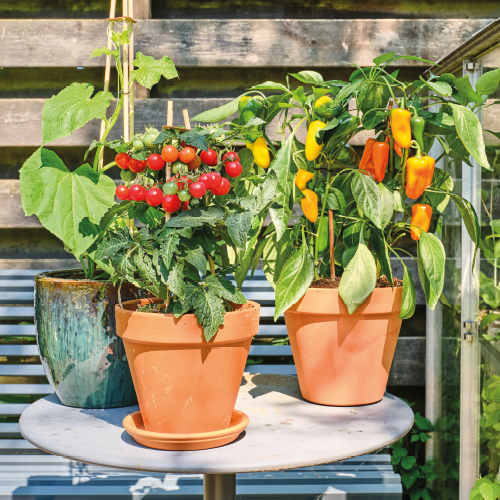 Paneel Koofsigning: 988 x 988. Kweken beeld