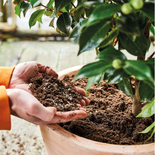 Paneel Koofsigning: 988 x 988. Voeding beeld