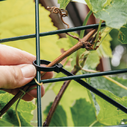 Paneel Koofsigning: 988 x 988. Plantenondersteuning beeld