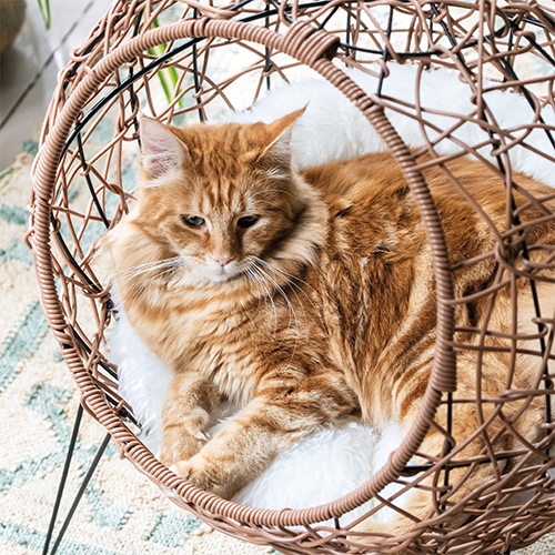 Paneel: 988 x 988 mm. <br>Beeld dier 1