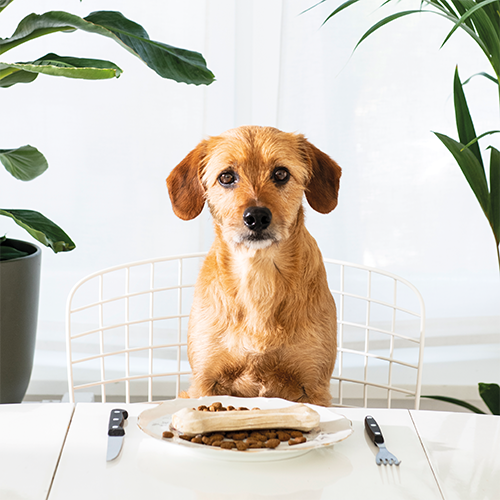 Paneel: 988 x 988 mm. <br>Beeld dier 4