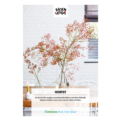 Poster: 700 x 1000 mm. <br>Herfst