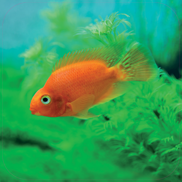 Paneel: 720 x 720 mm. <br>Vis beeld 01