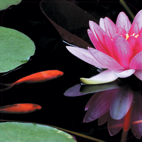 Paneel: 720 x 720 mm. <br>Vissen beeld 02