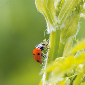 Paneel: 720 x 720 mm. <br>Voorkomen genezen beeld