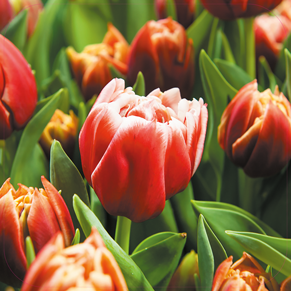 Paneel: 720 x 720 mm. <br>Winterblues beeld