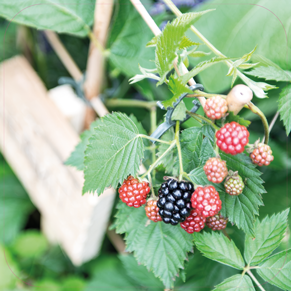 Paneel: 720 x 720 mm. <br>Eigen tuin beeld 03